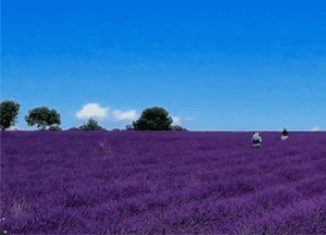 Two people walk through a vast purple lavender field under a bright blue sky with a few scattered trees and fluffy white clouds in the background.